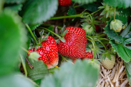 Strawberry plants in fruit